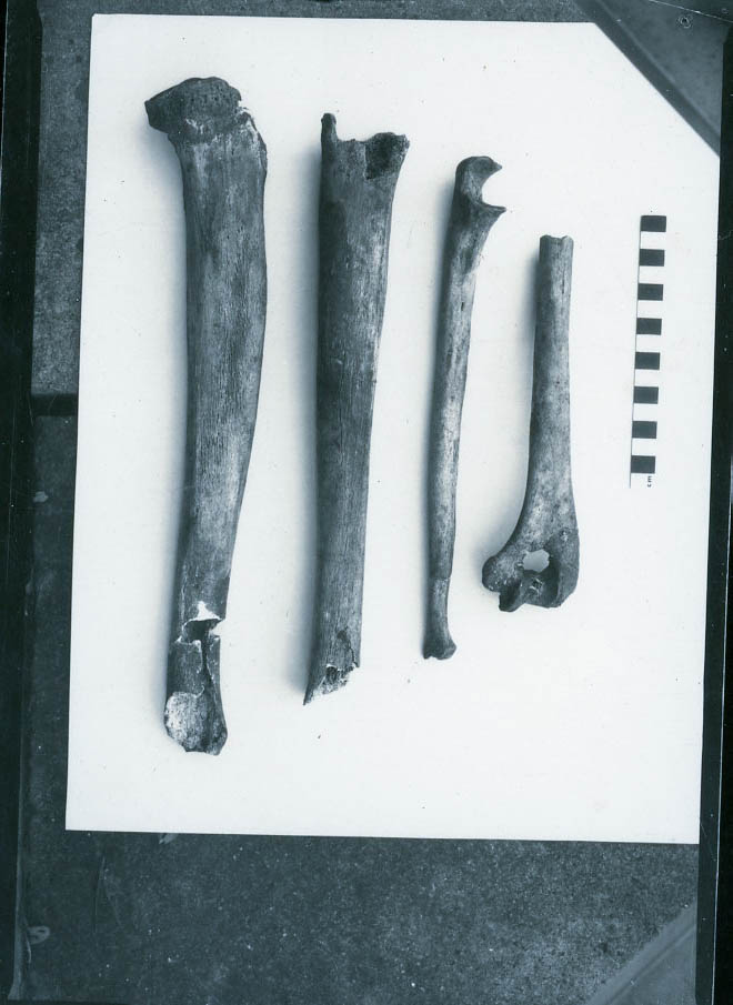 Animal Remains