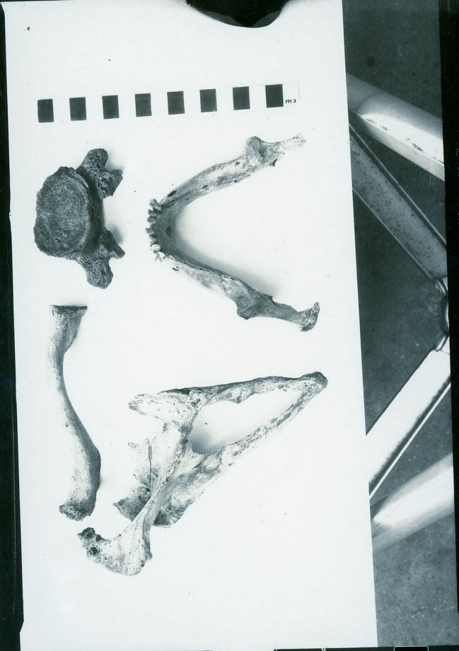 Animal Remains