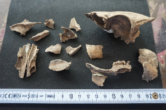 Animal Remains