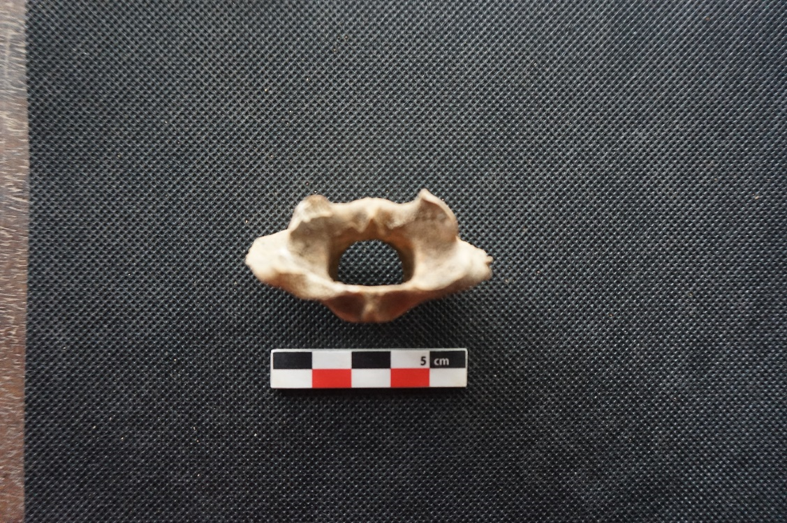 Snake vertebrate