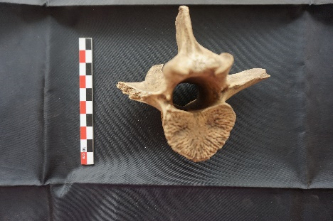 Animal Remains